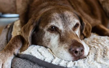Senior Dog Care Checklist