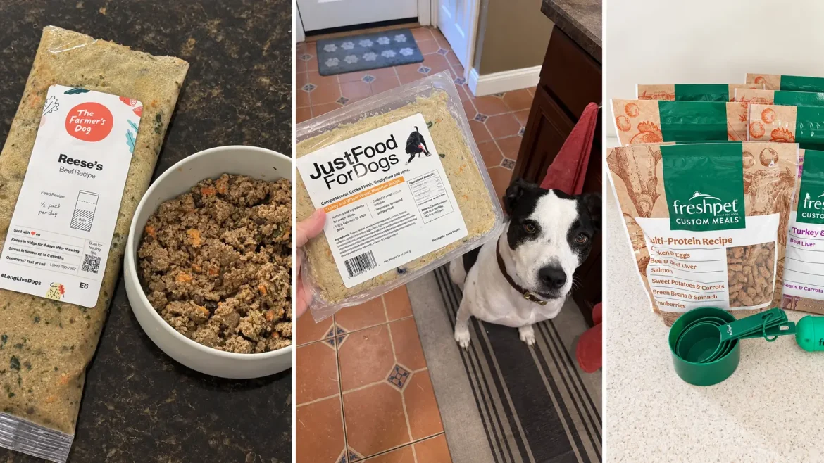 Best Fresh Dog Food Brands for Healthy Everyday Feeding