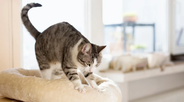 Why Do Cats Knead Blankets, Beds and Their Owners?
