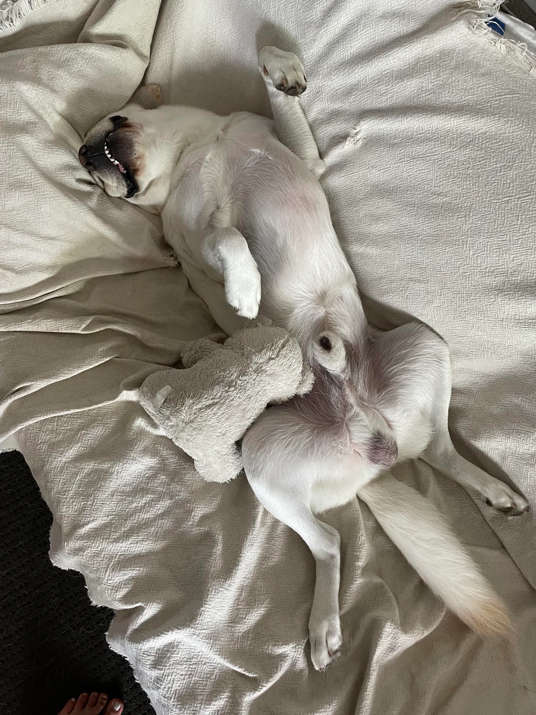 Why Do Dogs Dream? What Happens When Your Dog Sleeps
